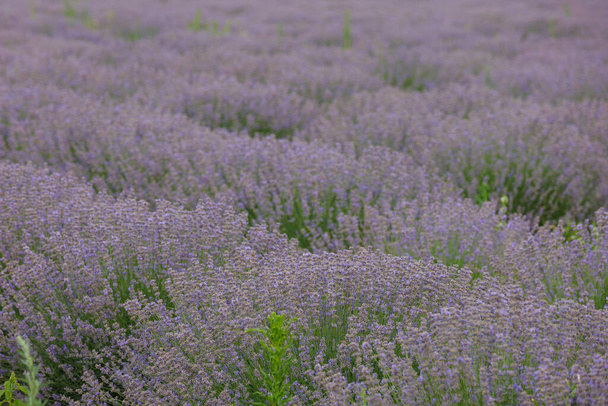 Floraison de fleurs de lavande dans un champ avec un accent sélectif sur un fond flou. Espace de copie pour le texte. - Photo, image