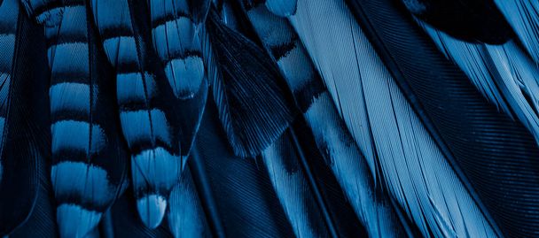 Mavi ve siyah kuş tüyleri. arkaplan veya doku - Fotoğraf, Görsel