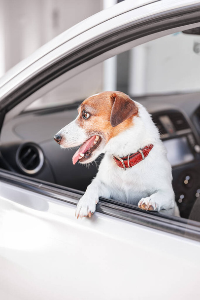 Pienen onnellisen koirarodun muotokuva Jack Russell Terrier katsoo vasemmalle puolelle auton avoimeen ikkunaan. - Valokuva, kuva