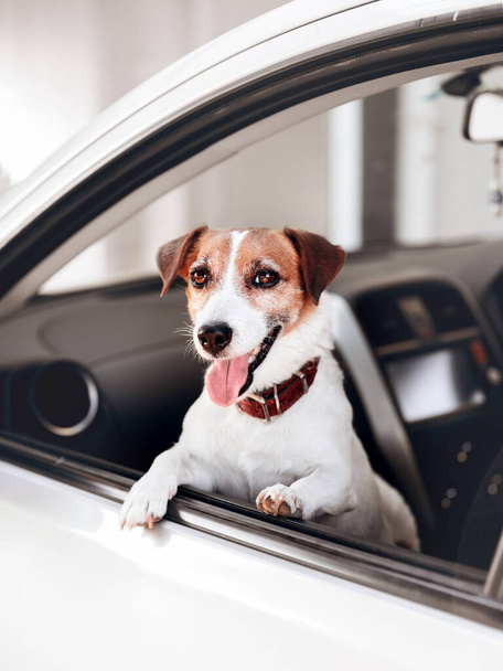 Close-up portrait of small happy dog breed Jack Russell Terrier looks front out the open window of the car - Foto, imagen