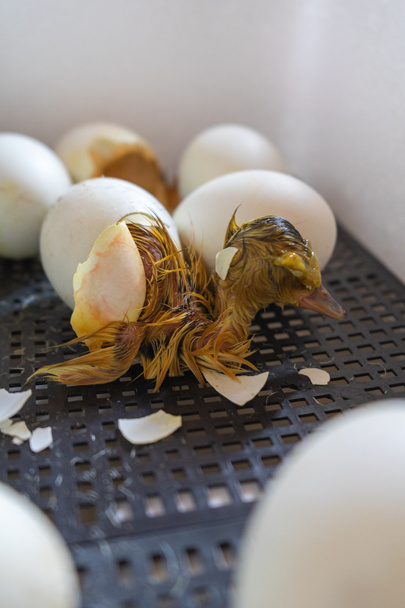 Před narozením uzavřete kachnu z cracku. Proces líhnutí z husích vajec v inkubátoru - Fotografie, Obrázek
