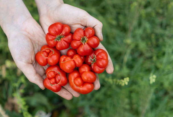 Ο αγρότης κρατά στα χέρια του ντομάτες, τα φρούτα είναι ένα σύμπλεγμα μικρών, κόκκινων Reisetomato. Βιολογικά φρέσκα προϊόντα προς πώληση στην τοπική αγορά αγροτών. Κηπουρική και γεωργία έννοια. Γυναικείο χέρι αγρότη - Φωτογραφία, εικόνα