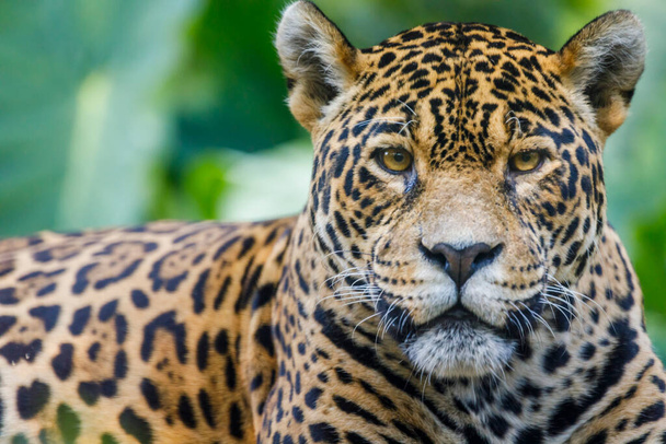 Jaguar looking at camera relaxing in Pantanal, Brazil, South America.  - 写真・画像