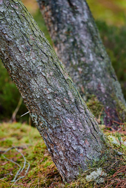 Closeup of bark on old tree trunks in quiet forest or woods. Texture and detail of rough wood chipping from climate change, algae or moss. Dry weather and autumn season causing splitting and cracks. - Φωτογραφία, εικόνα