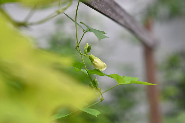 Fehér virágok szárnyas babból. (Psophocarpus tetragonolobus növény). Szelektív fókuszvirág - Fotó, kép