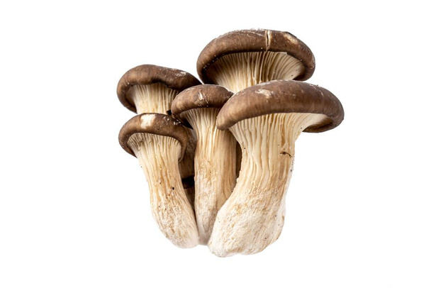 Funghi di ostrica su uno sfondo bianco - Foto, immagini