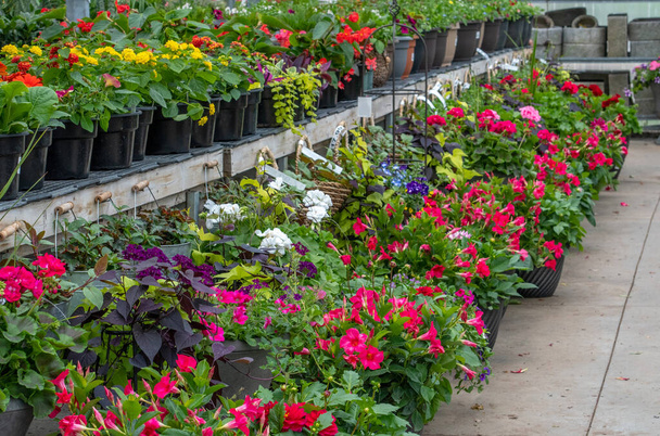 Potted flowers and plants line this colorful garden center, promising that spring is finally here - Zdjęcie, obraz