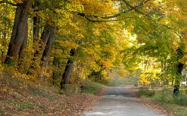 traveling down a golden leaf road on a scenic fall drive in Michigan USA - Foto, afbeelding
