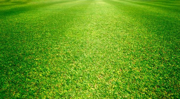 gras achtergrond Golfbanen groen gazon patroon textuur achtergrond. - Foto, afbeelding