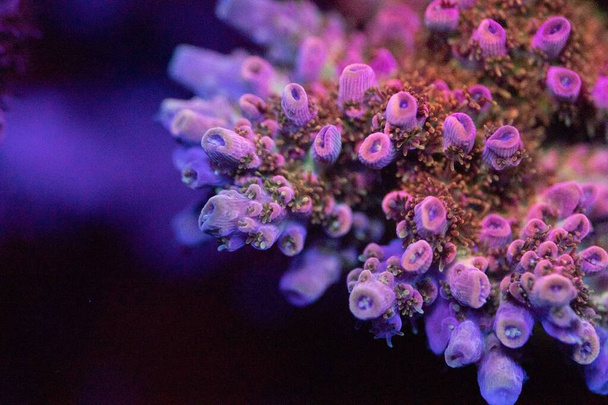 Un primer plano de la acropora tenuis corales bajo el agua - Foto, Imagen