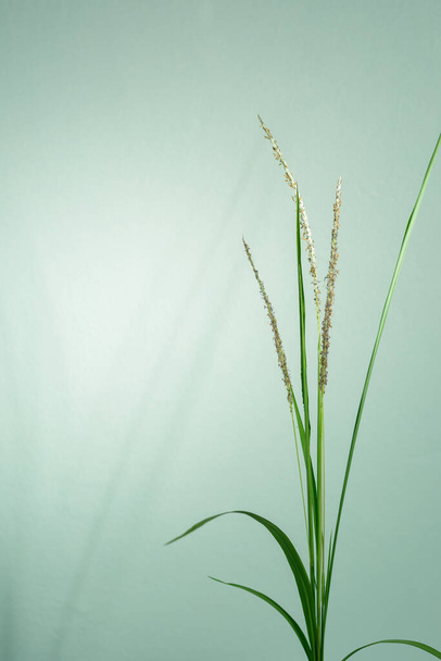 Grass flowers on green light background. Minimalist concept. - Foto, imagen