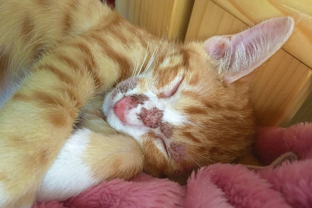 Tabby kitten with skin problem around mouth and nose. Allergic skin diseases in domestic cats. cat's wound from dermatitis. Skin diseases in cats.  - Foto, Imagen