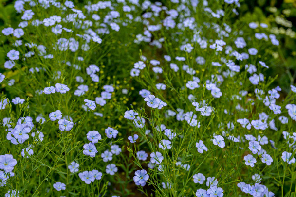 Krásné modré lněné květiny. Len kvete. Selektivní soustředění, zblízka. Zemědělství, pěstování lnu. Pole mnoha kvetoucích rostlin (linum usitatissimum). Linum kvete - Fotografie, Obrázek