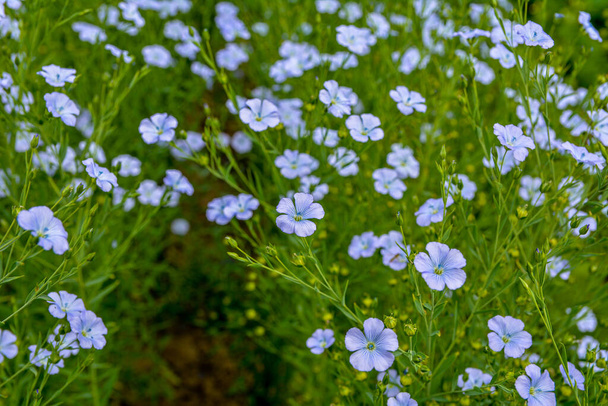 Beautiful blue flax flowers. Flax blossoms. Selective focus, close up. Agriculture, flax cultivation. Field of many flowering plants (linum usitatissimum). Linum blooms - Photo, Image