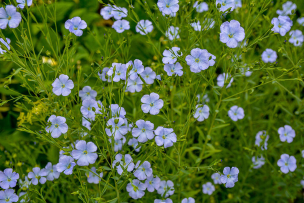Beautiful blue flax flowers. Flax blossoms. Selective focus, close up. Agriculture, flax cultivation. Field of many flowering plants (linum usitatissimum). Linum blooms - Photo, Image