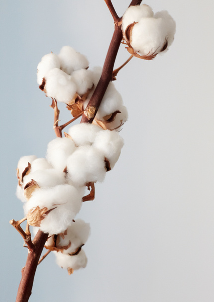 Baumwollzweig auf weißem Hintergrund. Zarte weiße Baumwollblüten. Natürliche organische Fasern, Landwirtschaft, Baumwollsaatgut, Stoffrohstoffe - Foto, Bild