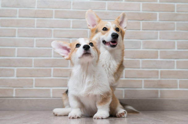 Pembroke corgi mom and puppy on the background of a brick wall. Dog family - 写真・画像