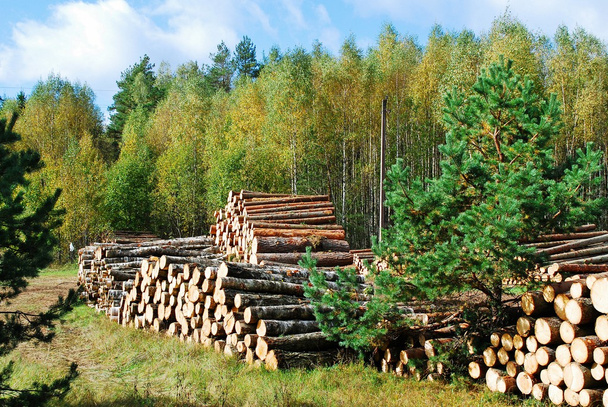 Stapel von vorbereitetem Holz im europäischen Wald - Foto, Bild