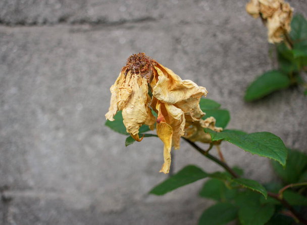 some yellow roses in my garden are dying and some of them are blooming - Zdjęcie, obraz
