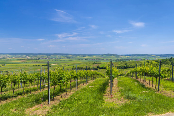 Vineyards near Mailberg, Lower Austria, Austria - Foto, Bild