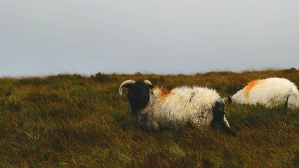 wiejski jesienny krajobraz, malowane stado owiec na pięknej łące górskiej, zdrowe żywienie zwierząt gospodarskich w bujnym środowisku wiejskim, bagnisty teren, tradycyjny irlandzki krajobraz - Zdjęcie, obraz
