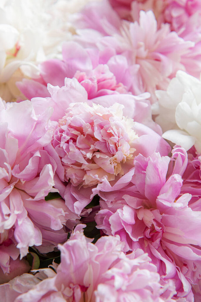 Μπουκέτο με πολλές παιώνιες ροζ χρώματος από κοντά. Όμορφο φόντο διακοπές λουλούδι.  - Φωτογραφία, εικόνα