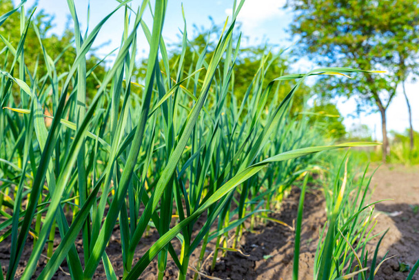 Green young shoots of garlic. Growing garlic in agriculture. - 写真・画像