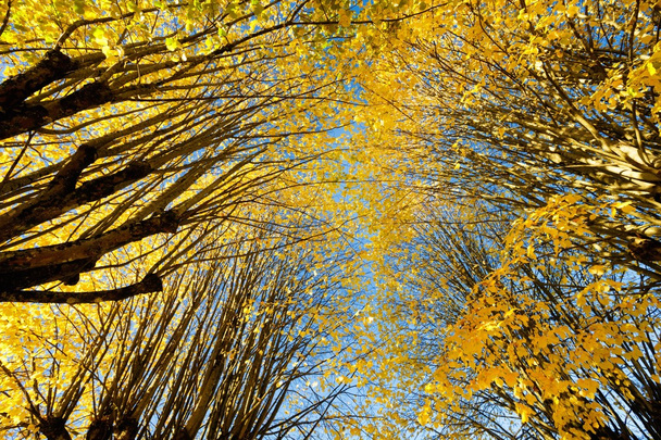 ライムの木の秋の色 - 写真・画像