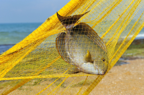 Fisch in einem Fischernetz - Foto, Bild
