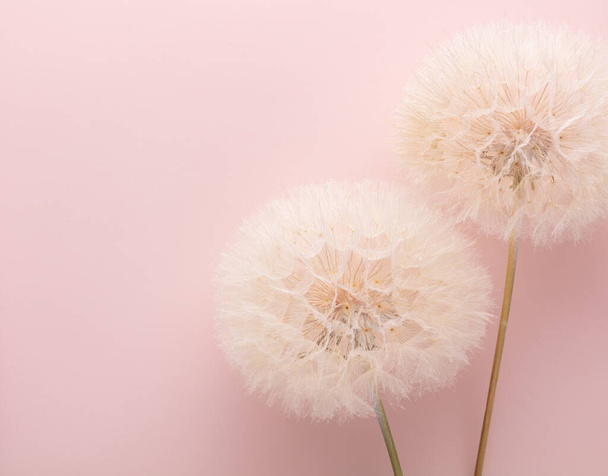 Abstract dandelion flower background. Seed macro closeup. Soft focus - Фото, изображение