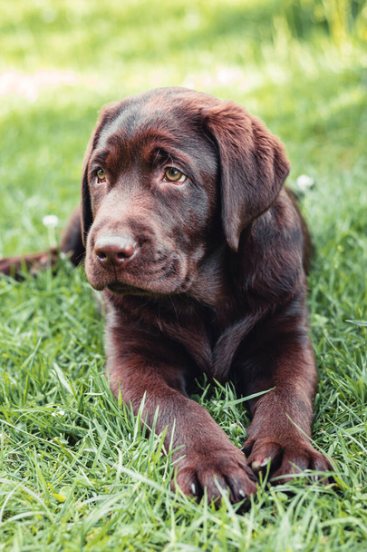 Chocolate labrador retriever puppy resting lying on green grass - Zdjęcie, obraz