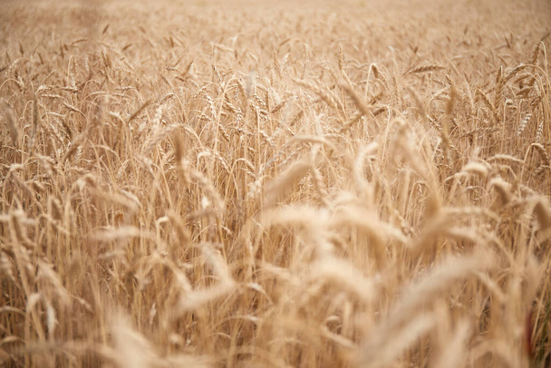 Ukrainian wheat fields and war upcoming food crisis - Photo, image