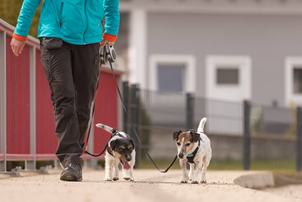 Hundeführerin geht mit ihren kleinen Hunden auf einer Straße spazieren. Zwei niedliche gehorsame Jack Russell Terrier Hündchen - Foto, Bild