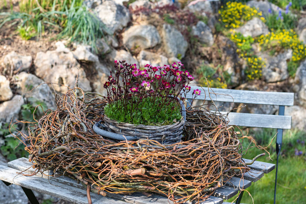  A flower red Saxifraga  arrangement in a basket is set in the garden on a table in a nest - Foto, imagen