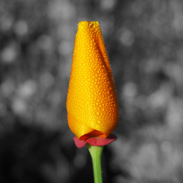 Beautyful Californian poppy - Photo, Image