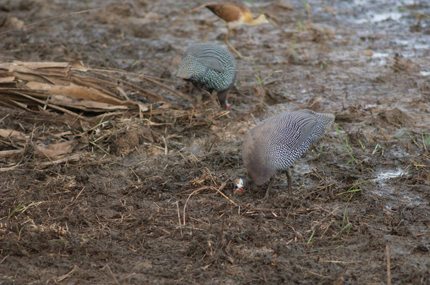 Ptaszki z Afryki Zachodniej Numida meleagris galeatus szukające pożywienia. Park Narodowy Niokolo Koba. Tambacounda. Senegal. - Zdjęcie, obraz