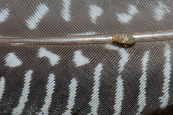 Hemiptera na piórze zachodnioafrykańskiego perliczka Numida meleagris galeatus. Park Narodowy Niokolo Koba. Tambacounda. Senegal. - Zdjęcie, obraz