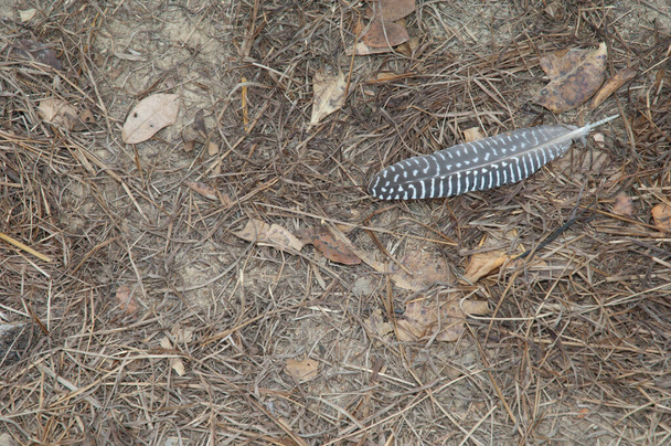 Pióro zachodnioafrykańskiego perlika Numida meleagris galeatus. Park Narodowy Niokolo Koba. Tambacounda. Senegal. - Zdjęcie, obraz