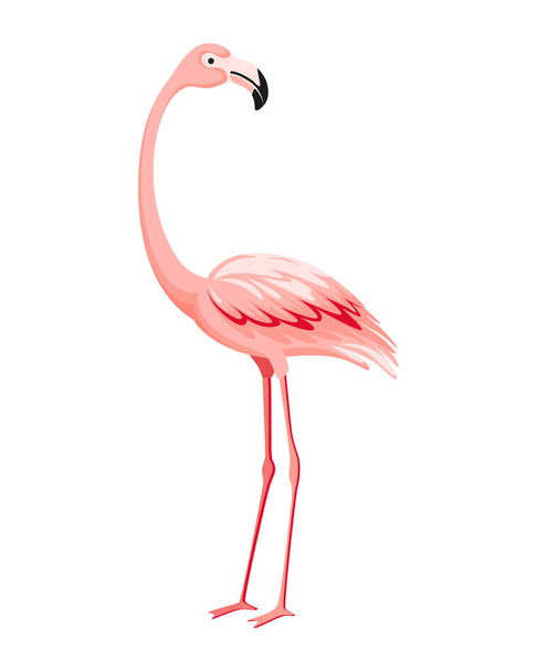 Pink flamingo. Exotic tropical bird character. Isolated wildlife animal. Nature wild fauna. Cute african bird standing. - Вектор, зображення