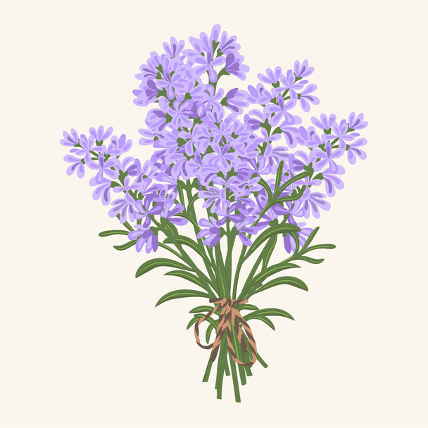 Hand drawn vector illustration of  violet lavender flowers bouquet - Vektor, Bild