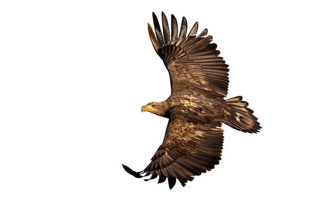 White-tailed eagle, haliaeetus albicilla, in flight isolated on white background. Brown bird of prey flying in the air with copy space. Wild featehred hunter with open wings cut out on blank. - Foto, afbeelding
