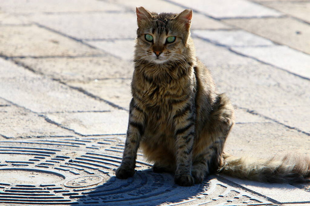 Уличная кошка живет в городском парке  - Фото, изображение