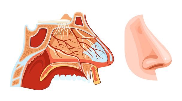 Nose anatomy colored cross section scheme with paranasal sinuses soft palate blood vessels and nerves realistic vector illustration - Vector, afbeelding