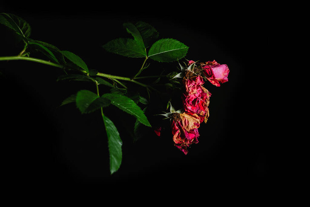 Flores de rosa marchitas en una rama inclinada. Foto sobre fondo negro, orientación al paisaje. - Foto, imagen