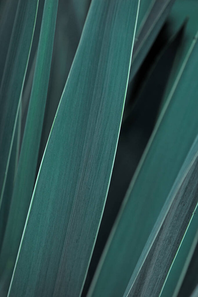 Donkergroene bladeren textuur in close-up  - Foto, afbeelding