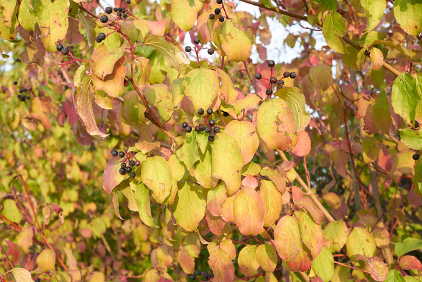 Cornus sanguinea shrub in late summer - Photo, Image