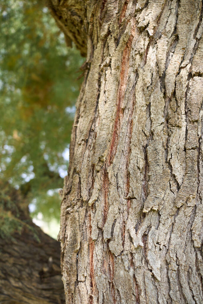 Tamarix gallica textured trunk - Photo, Image