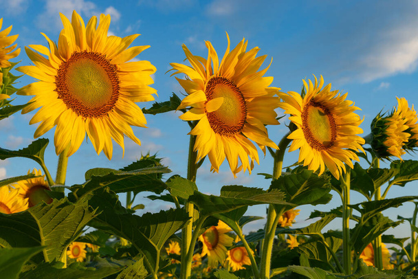 Vibrant blooming sunflowers at sunrise.  Matthiessen State Park, Illinois, USA - Foto, Bild