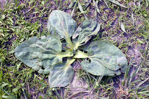 hojas verdes sucias de una planta de plátano entre la hierba en el suelo en la naturaleza - Foto, Imagen