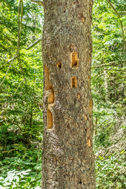 Woodpecker holes in fir tree found during hiking. Damaged spruce trunk with holes from a woodpecker. - Foto, imagen